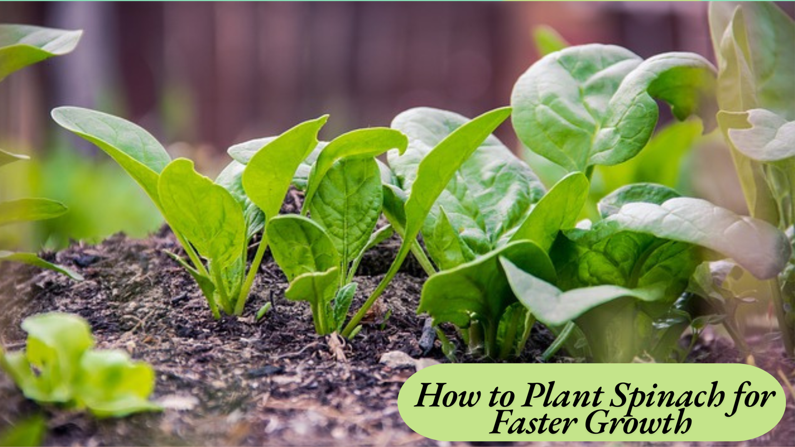 how long does it take spinach to grow 