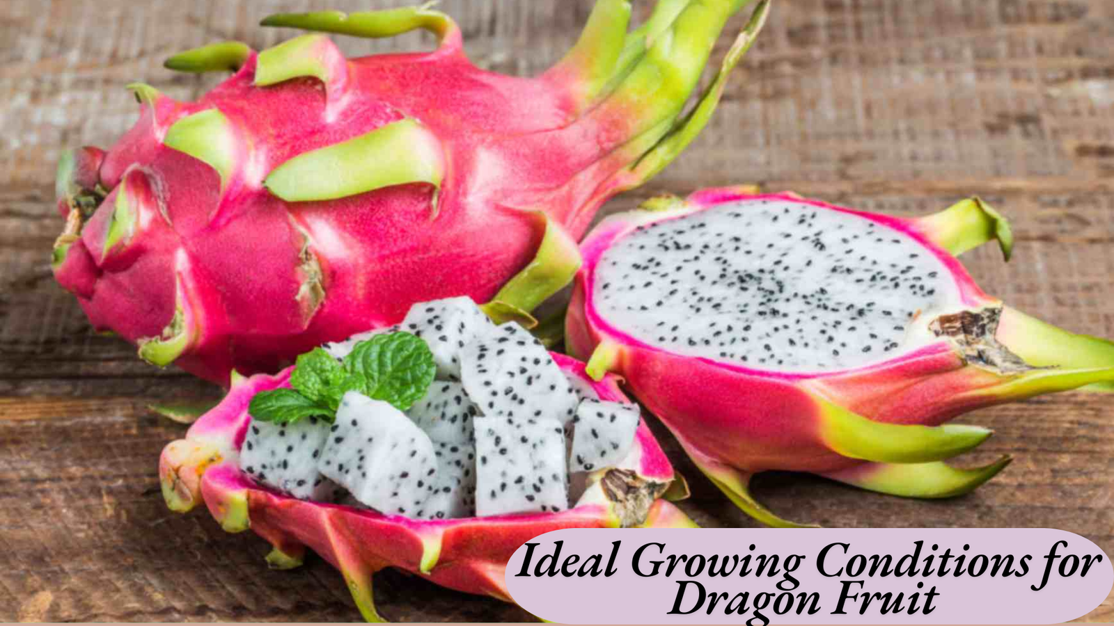 Ideal Growing Conditions for Dragon Fruit