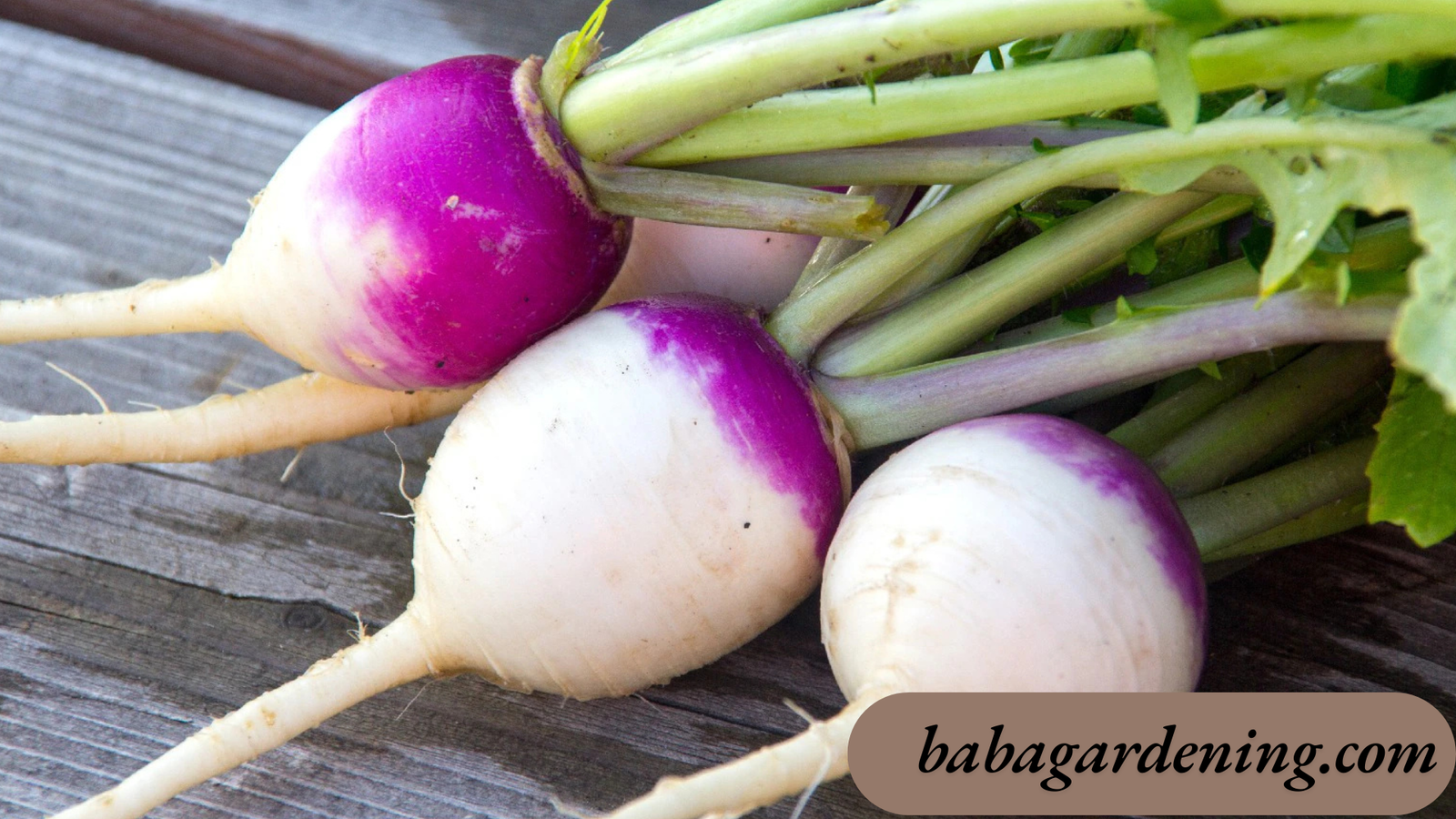when to grow turnips 