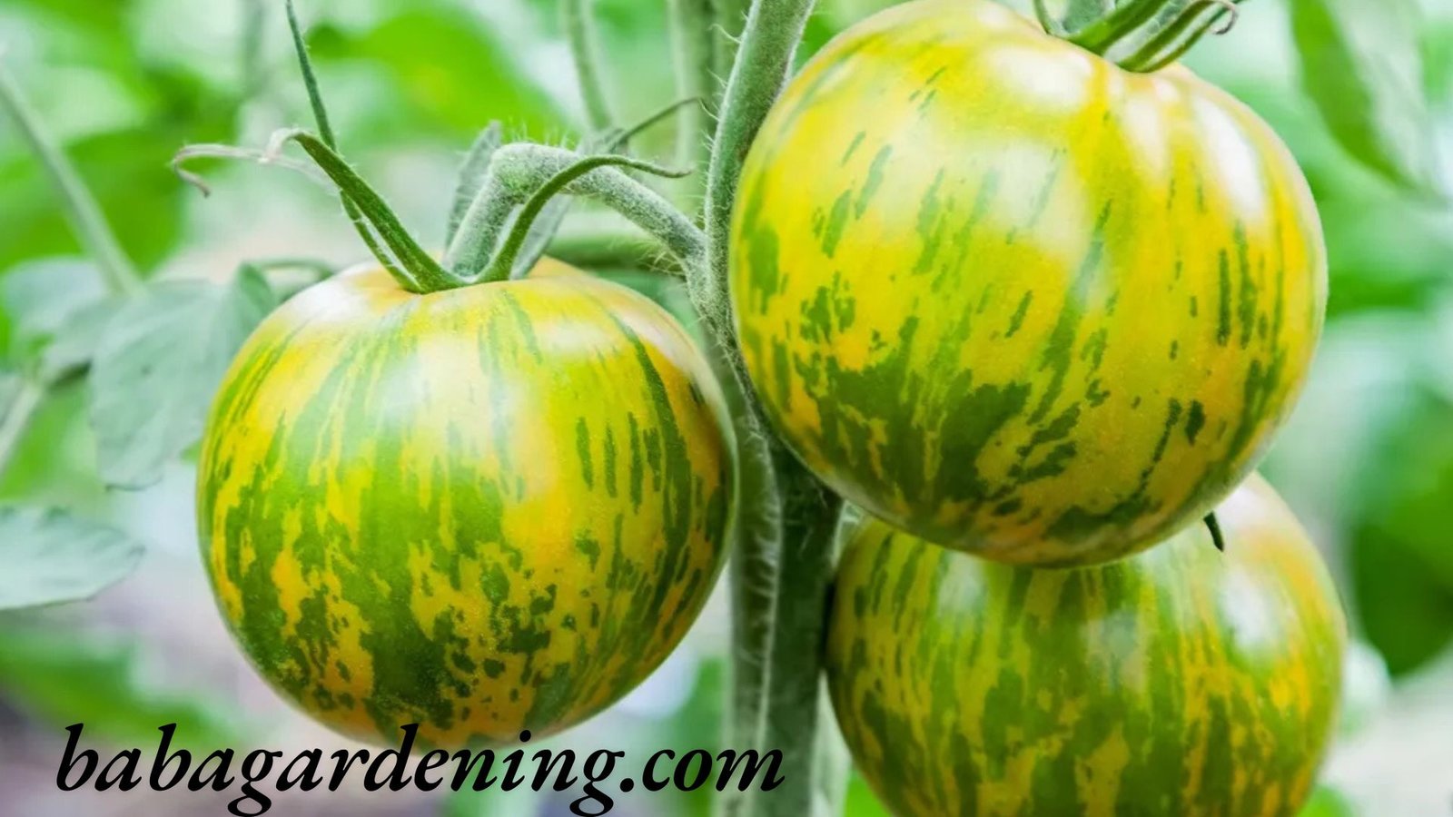heirloom tomato plants