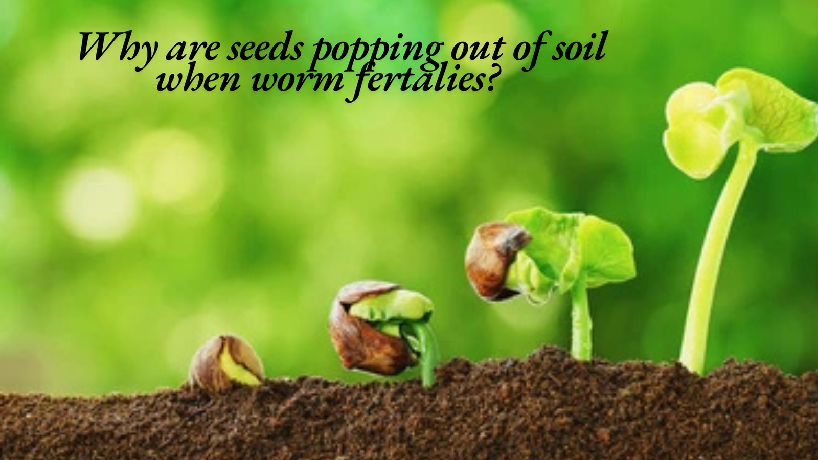 Why are seeds popping out of soil when worm fertilizes?