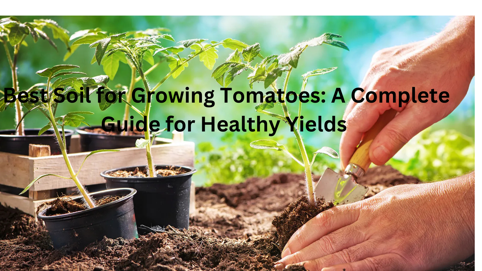 Best Soil for Growing Tomatoes: A Complete Guide for Healthy Yields