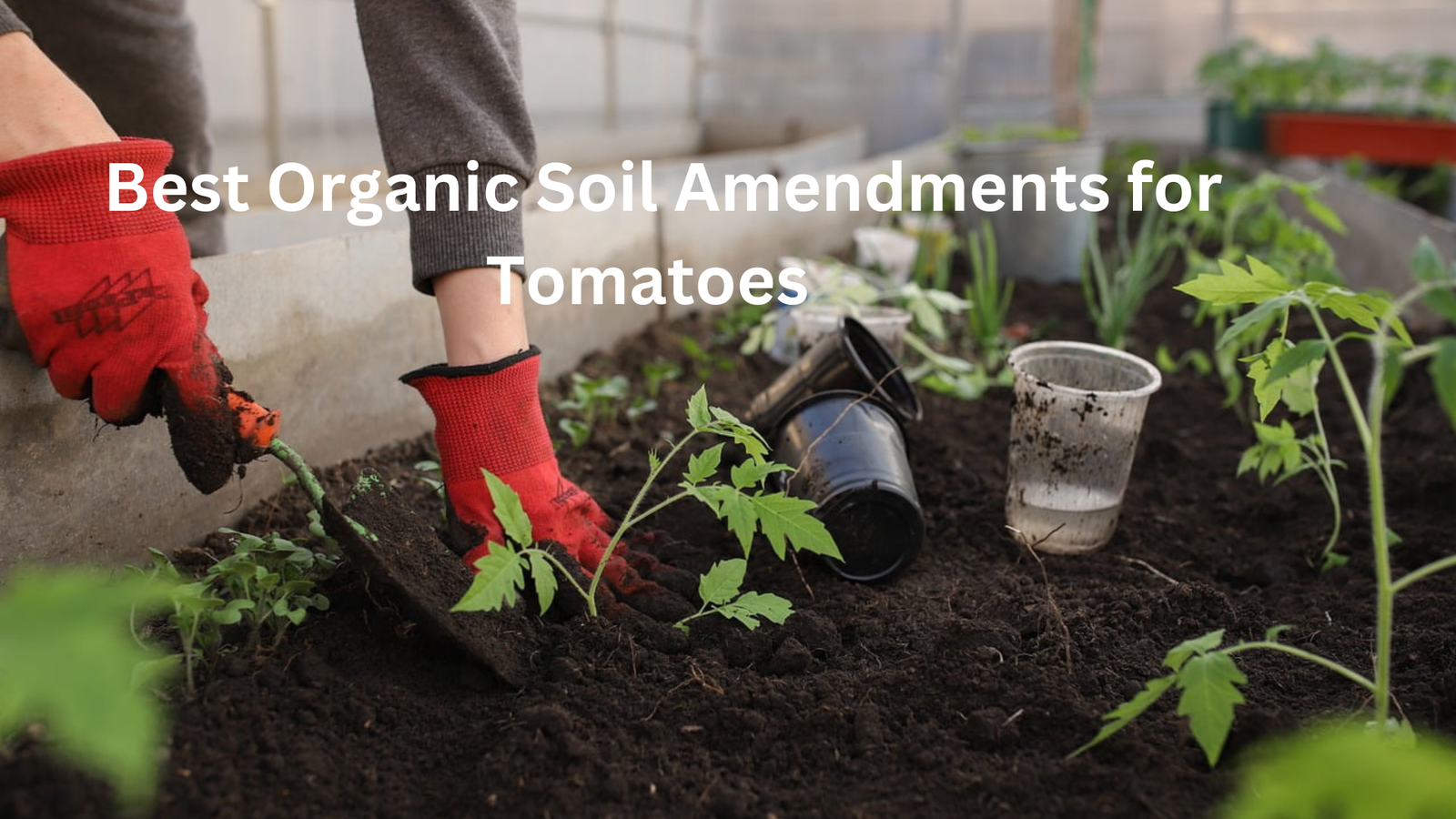 best soil for growing tomatoes
