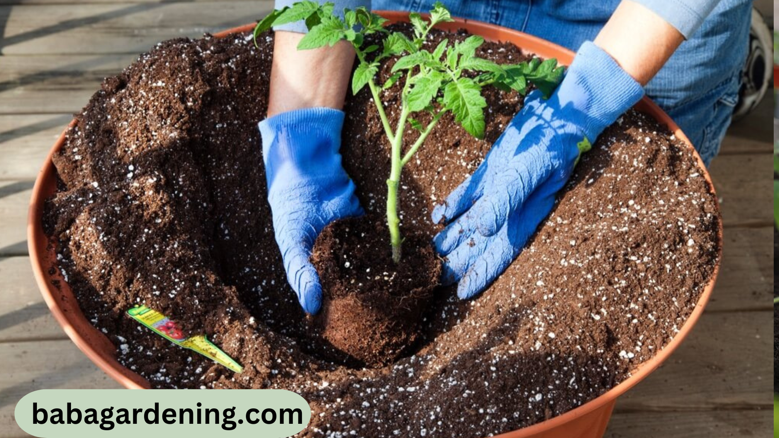 best soil for growing tomatoes