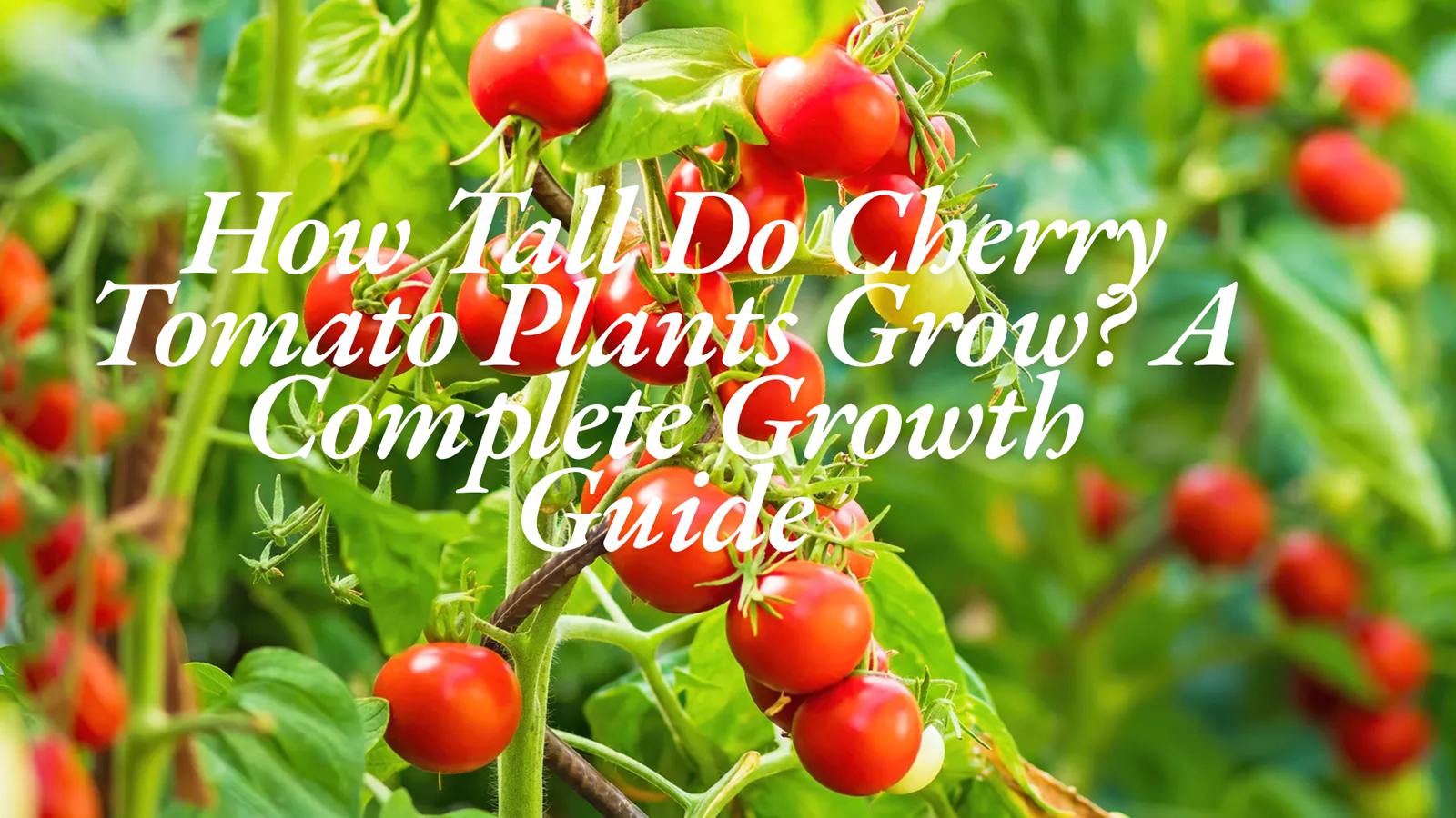 How Tall Do Cherry Tomato Plants Grow? A Complete Growth Guide