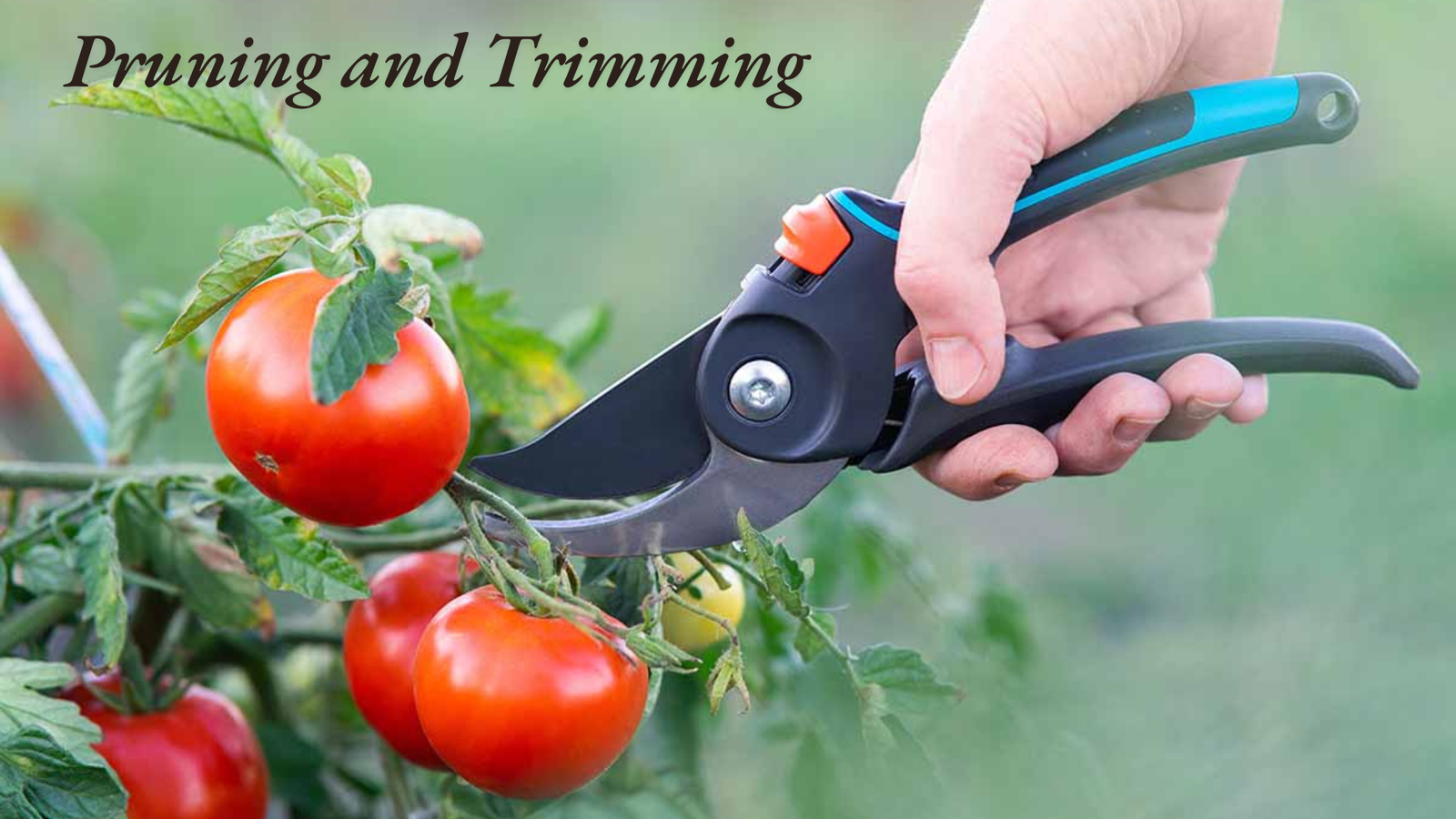 How Tall Do Cherry Tomato Plants Grow? A Complete Growth Guide