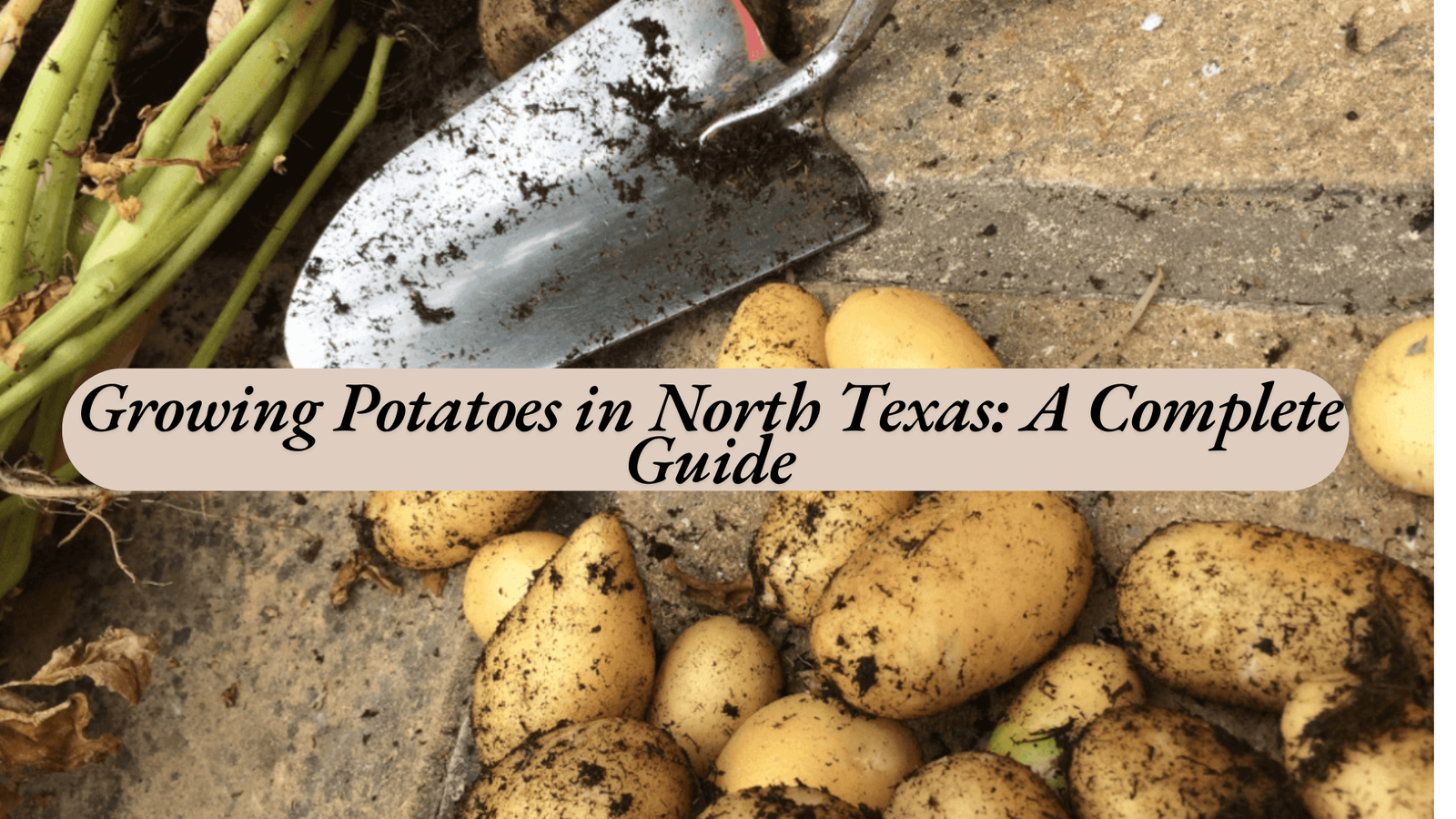 Growing Potatoes in North Texas: A Complete Guide