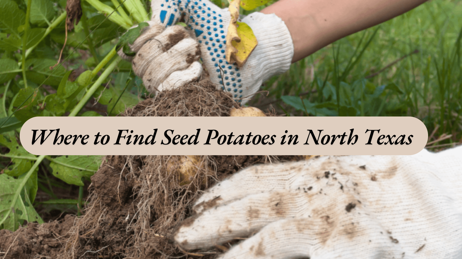 growing potatoes in north texas