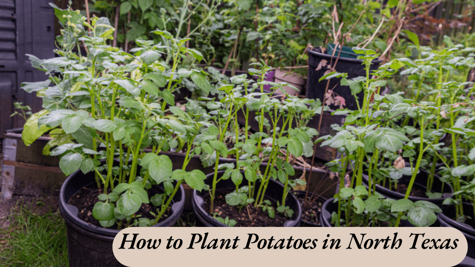 How to Plant Potatoes in North Texas