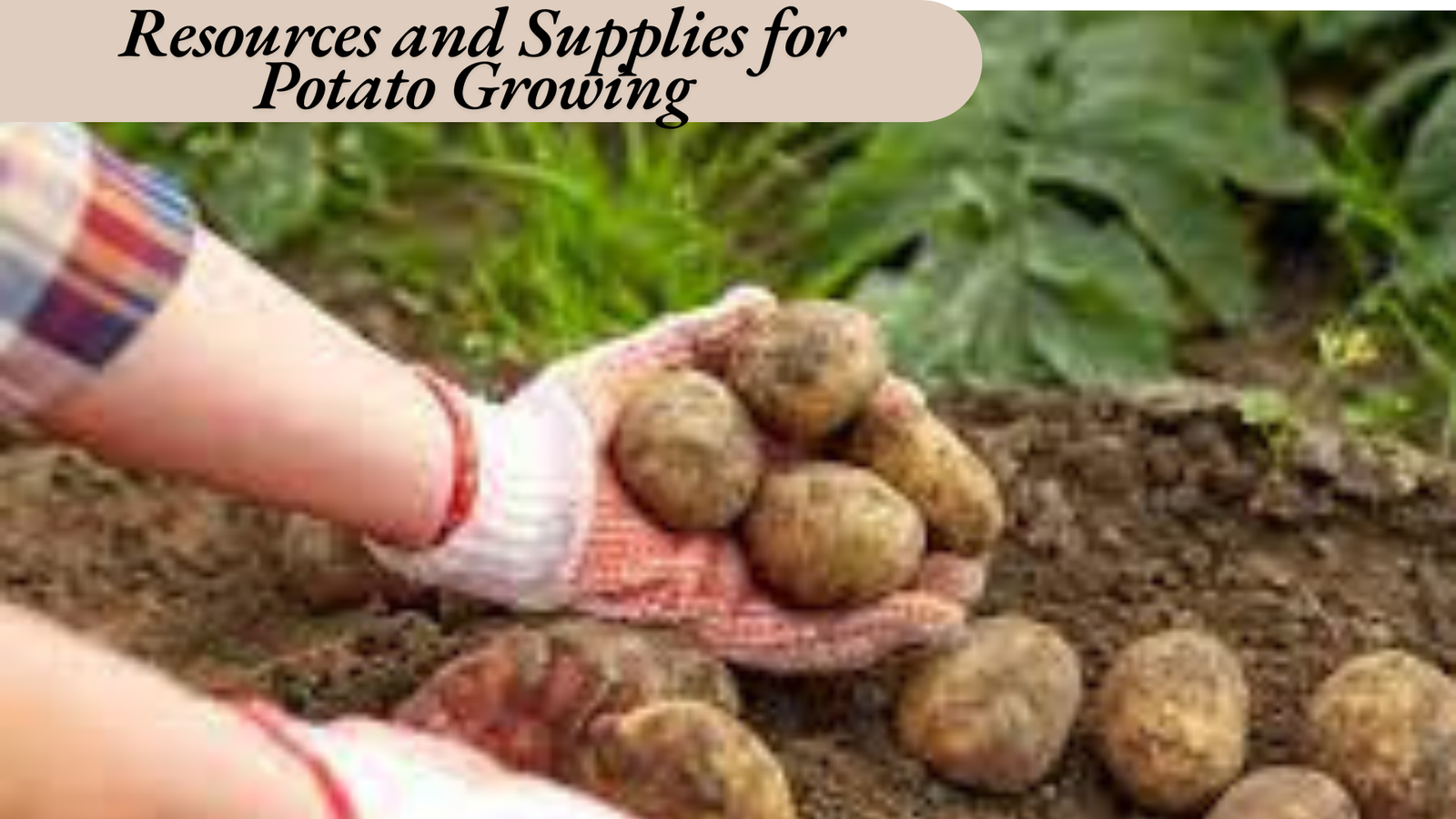  when to harvest potatoes in Texas​