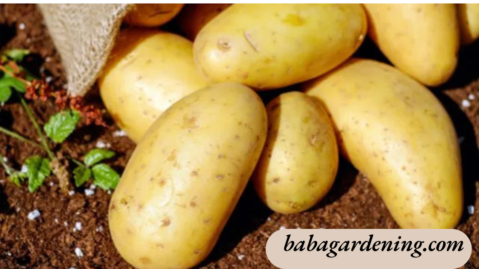 growing potatoes in north Texas