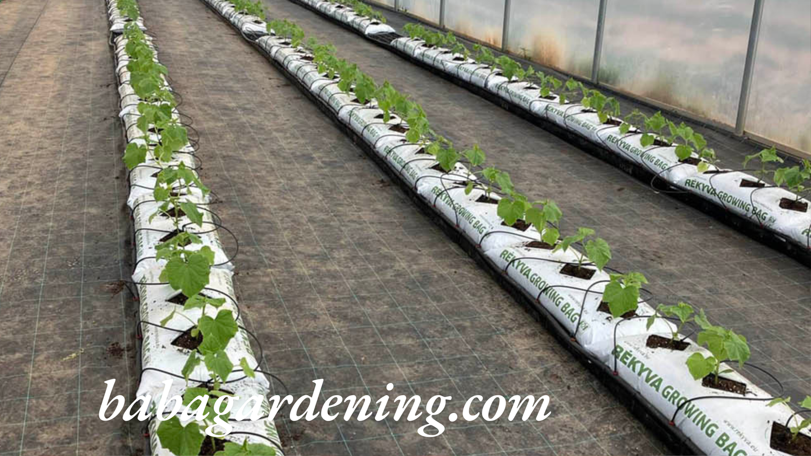 Hydroponic Tomato vs. Traditional Tomatoes