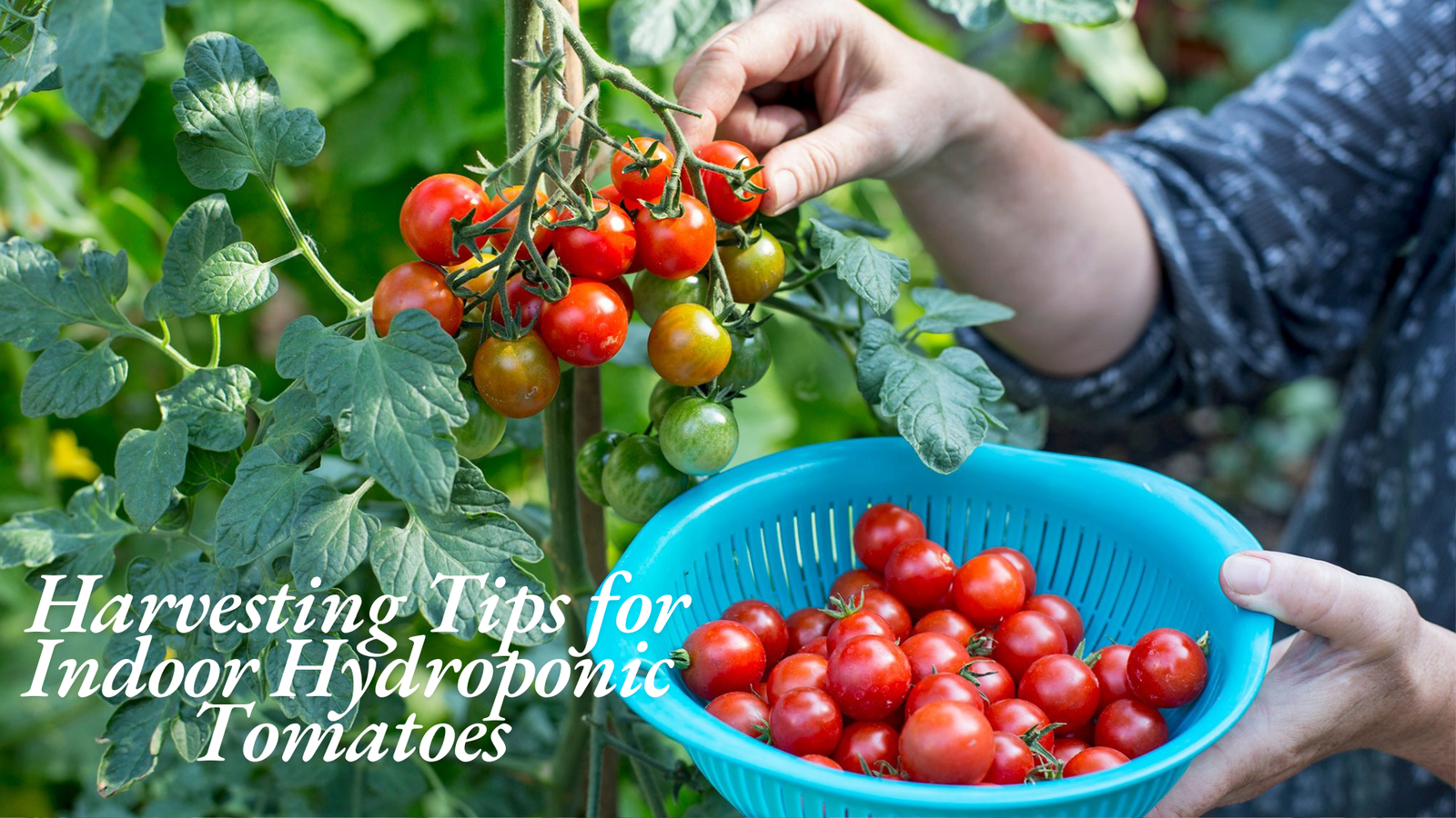 Harvesting Tips for Indoor Hydroponic Tomatoes