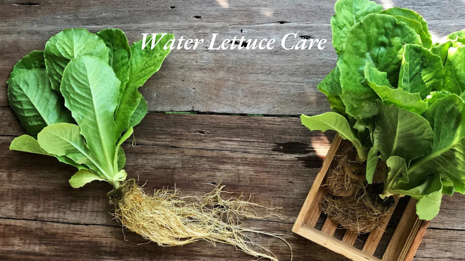 growing lettuce in water