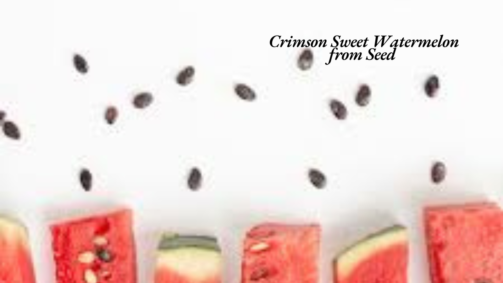 Crimson Sweet Watermelon from Seed