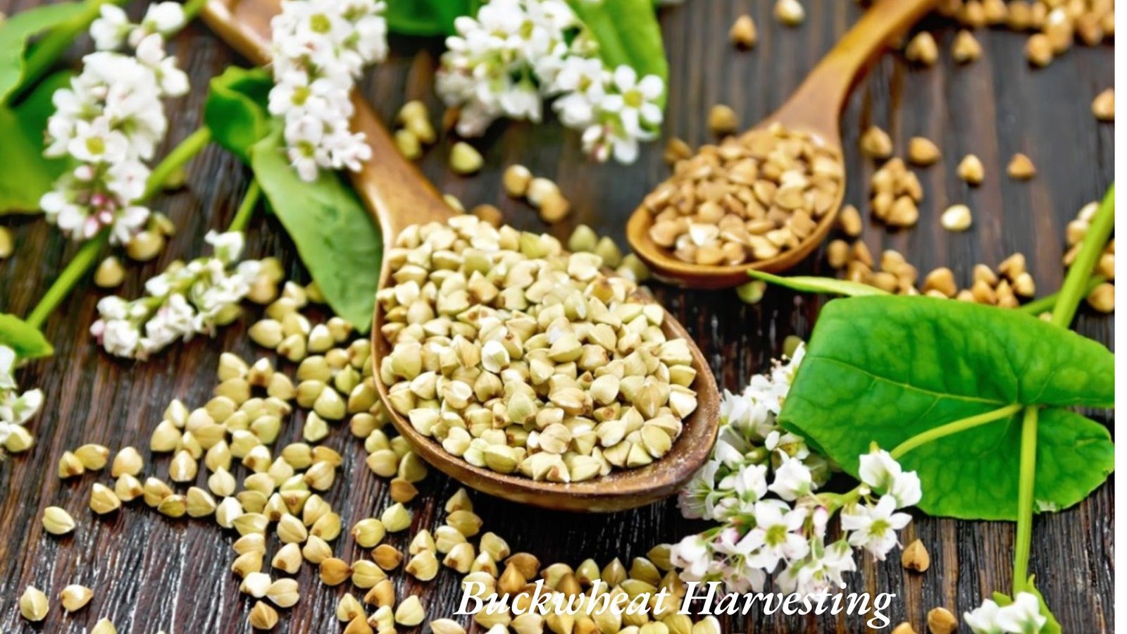  how to grow buckwheat