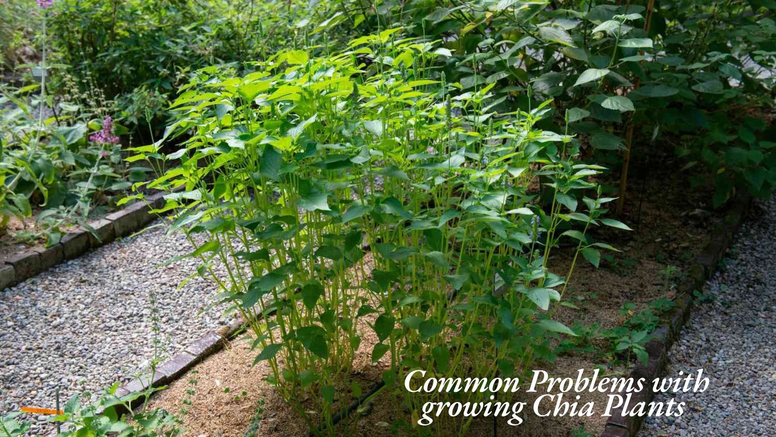 growing Chia 