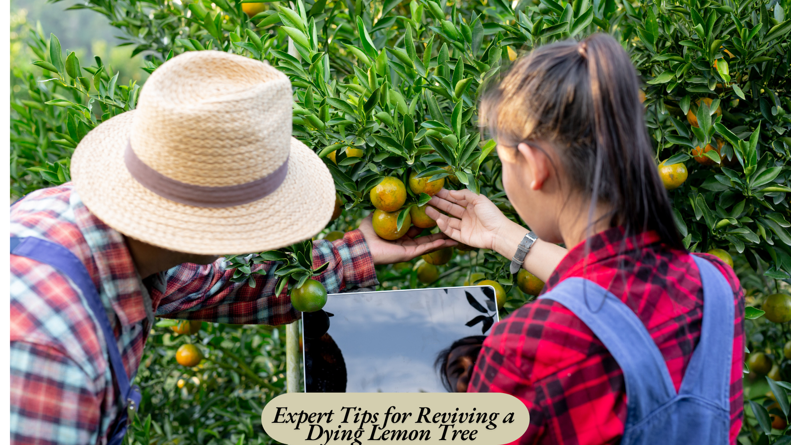  problems with lemon trees in pots 