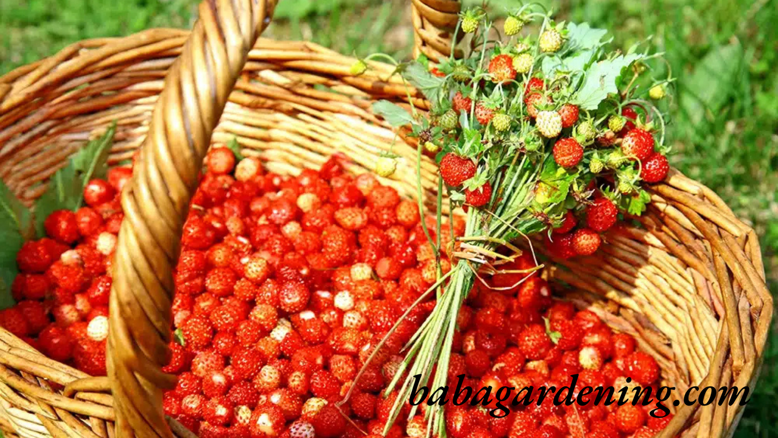 grow alpine strawberries from seed​ 