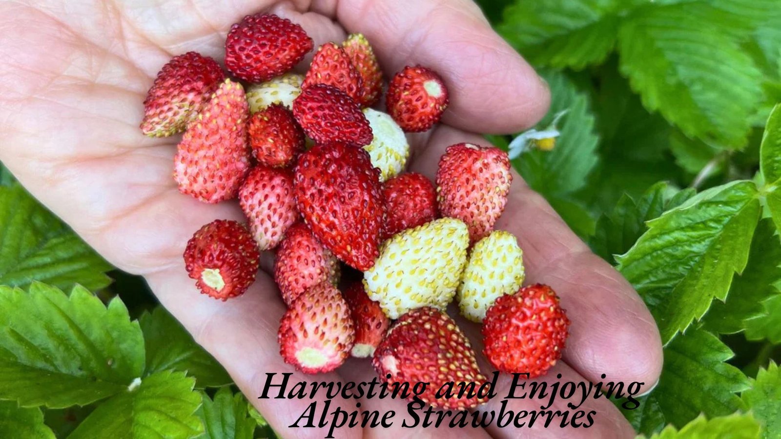 grow alpine strawberries from seed​ 