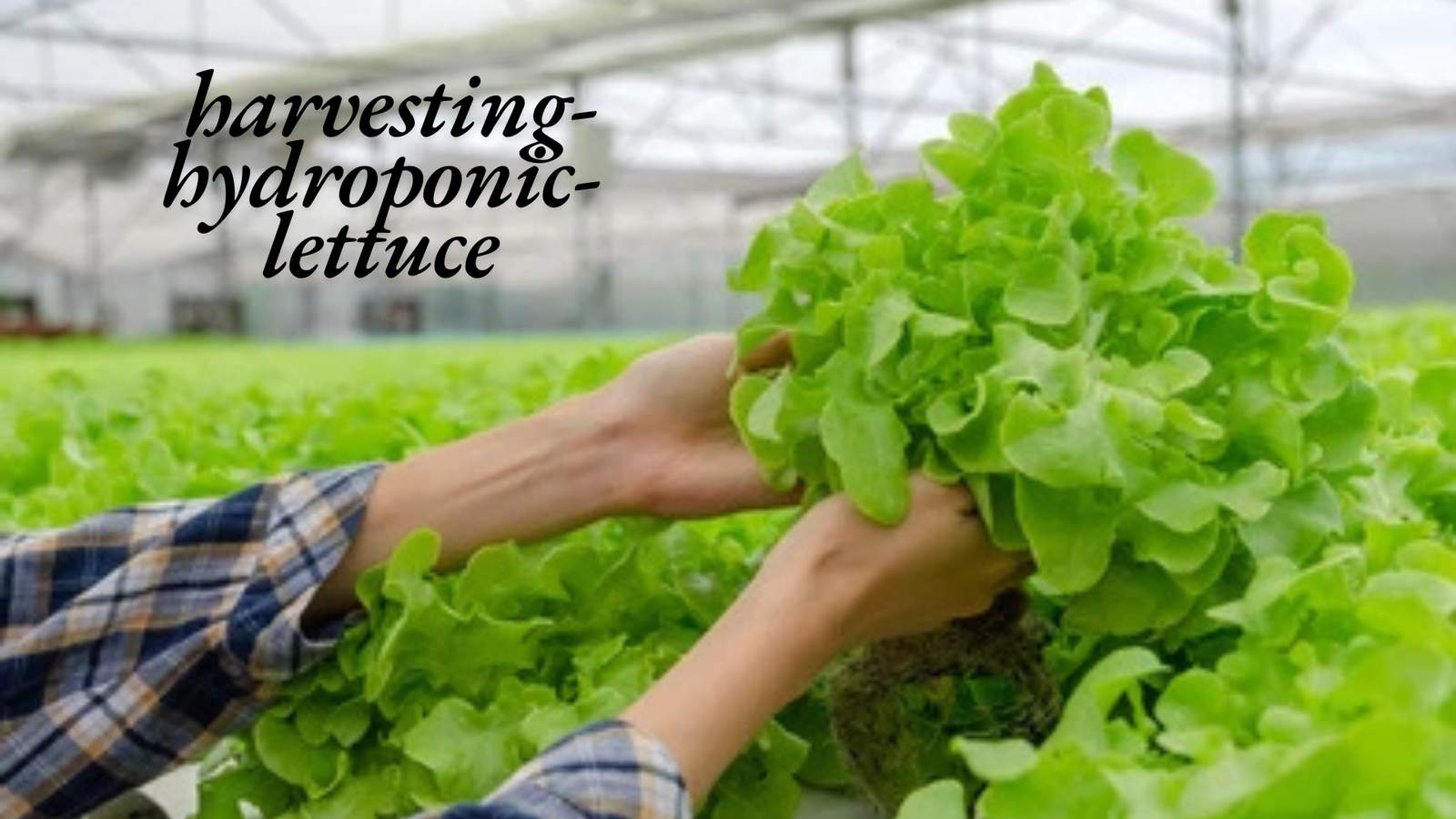 how to grow a lettuce in water