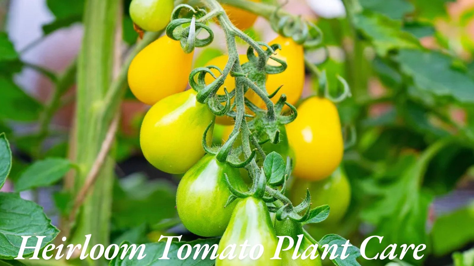 heirloom tomato plants