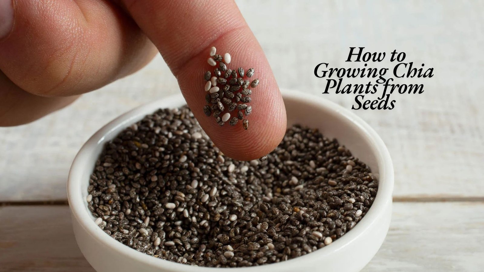 Growing Chia 
