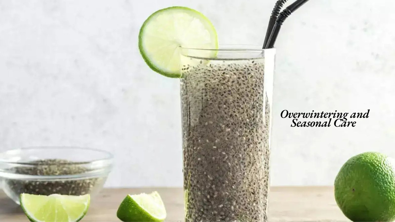 growing chia 