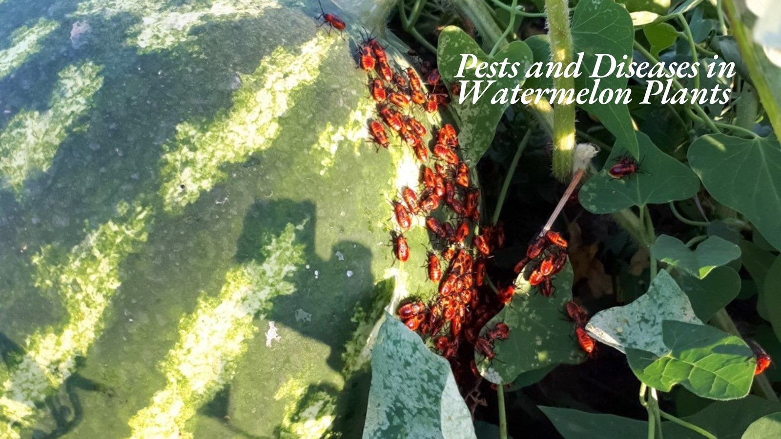 Remove term: crimson sweet watermelon growing stages​ crimson sweet watermelon growing stages​