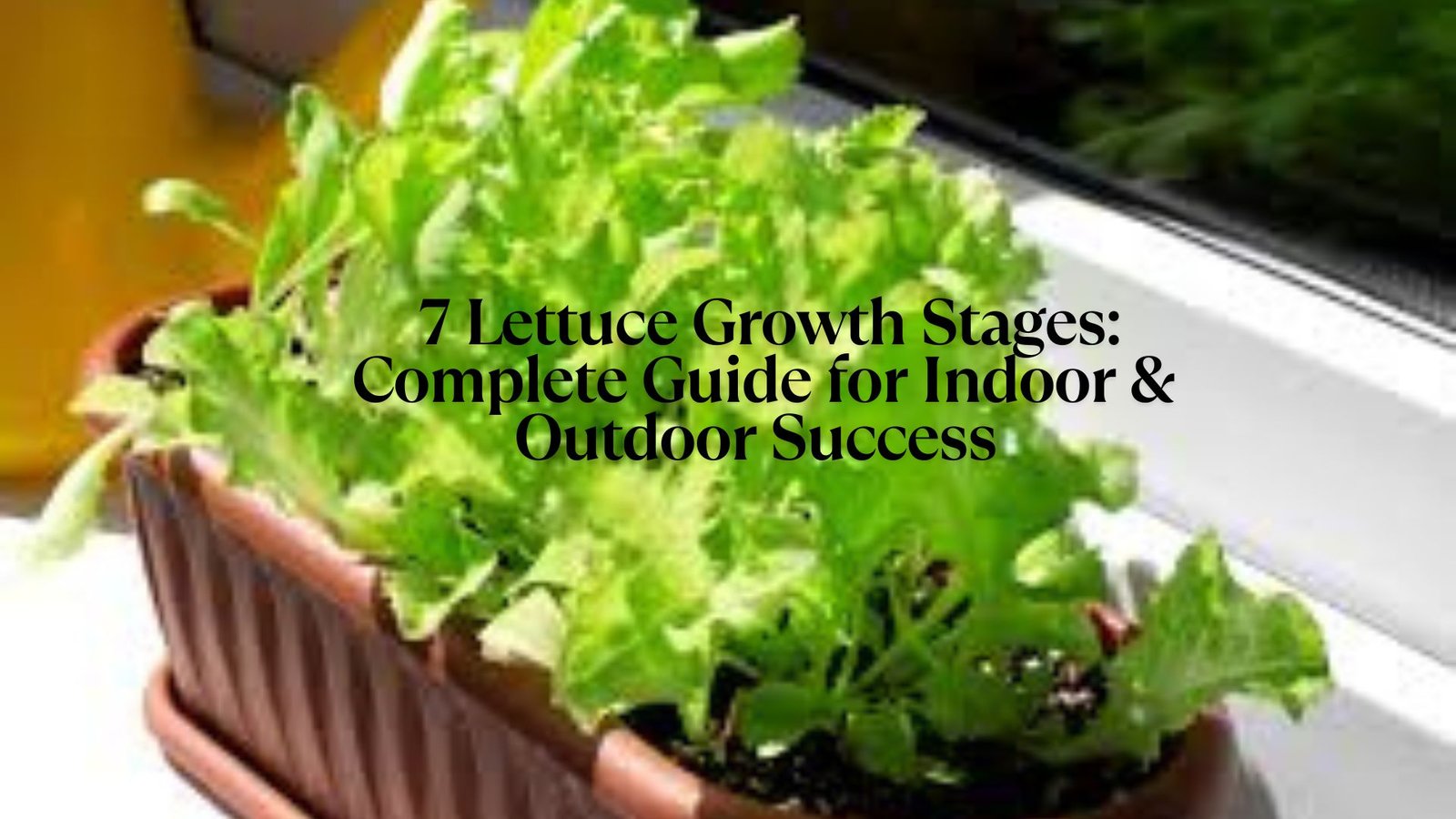 7 Lettuce Growth Stages: Complete Guide for Indoor & Outdoor Success