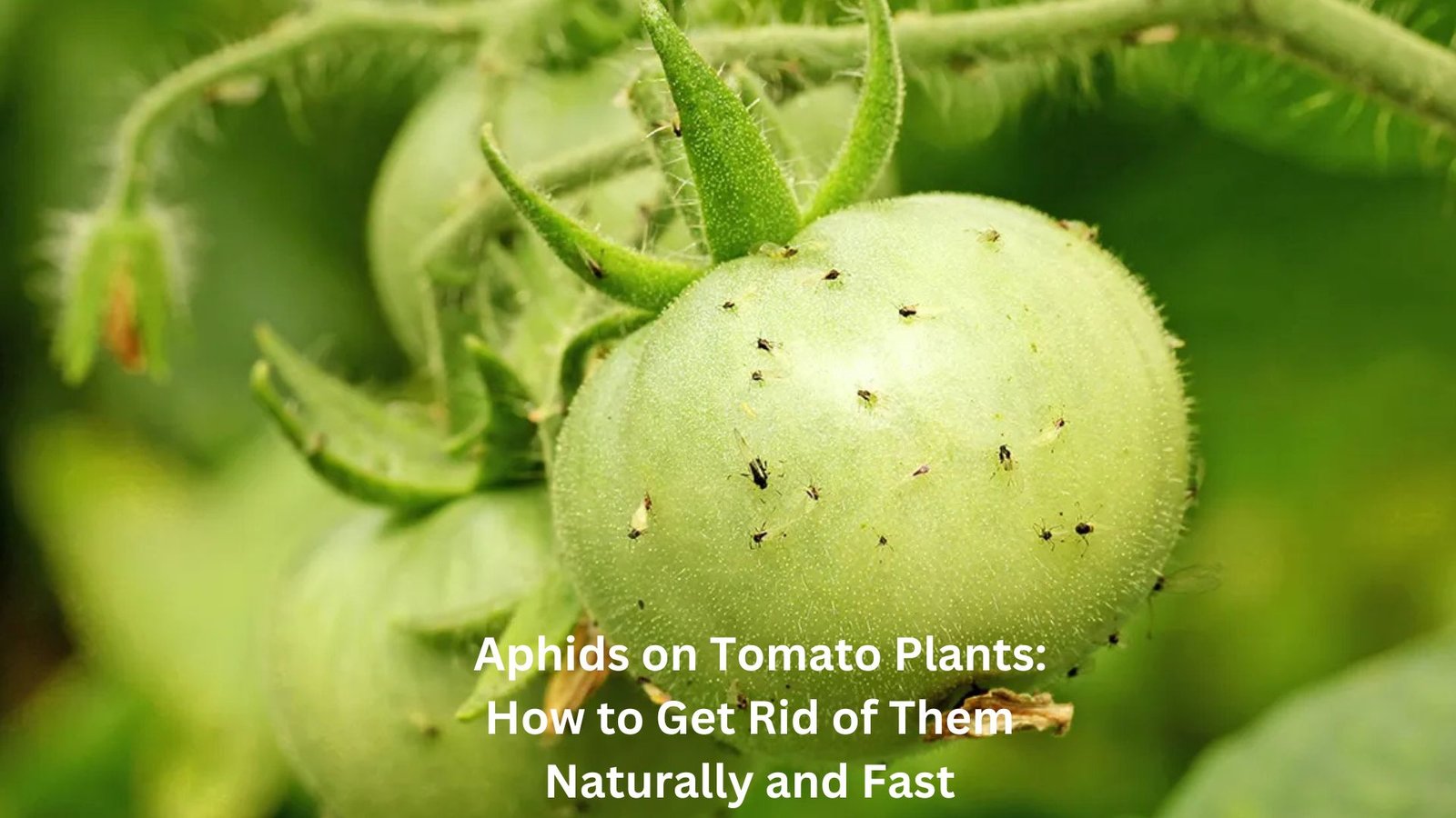 Aphids on Tomato Plants: How to Get Rid of Them Naturally and Fast
