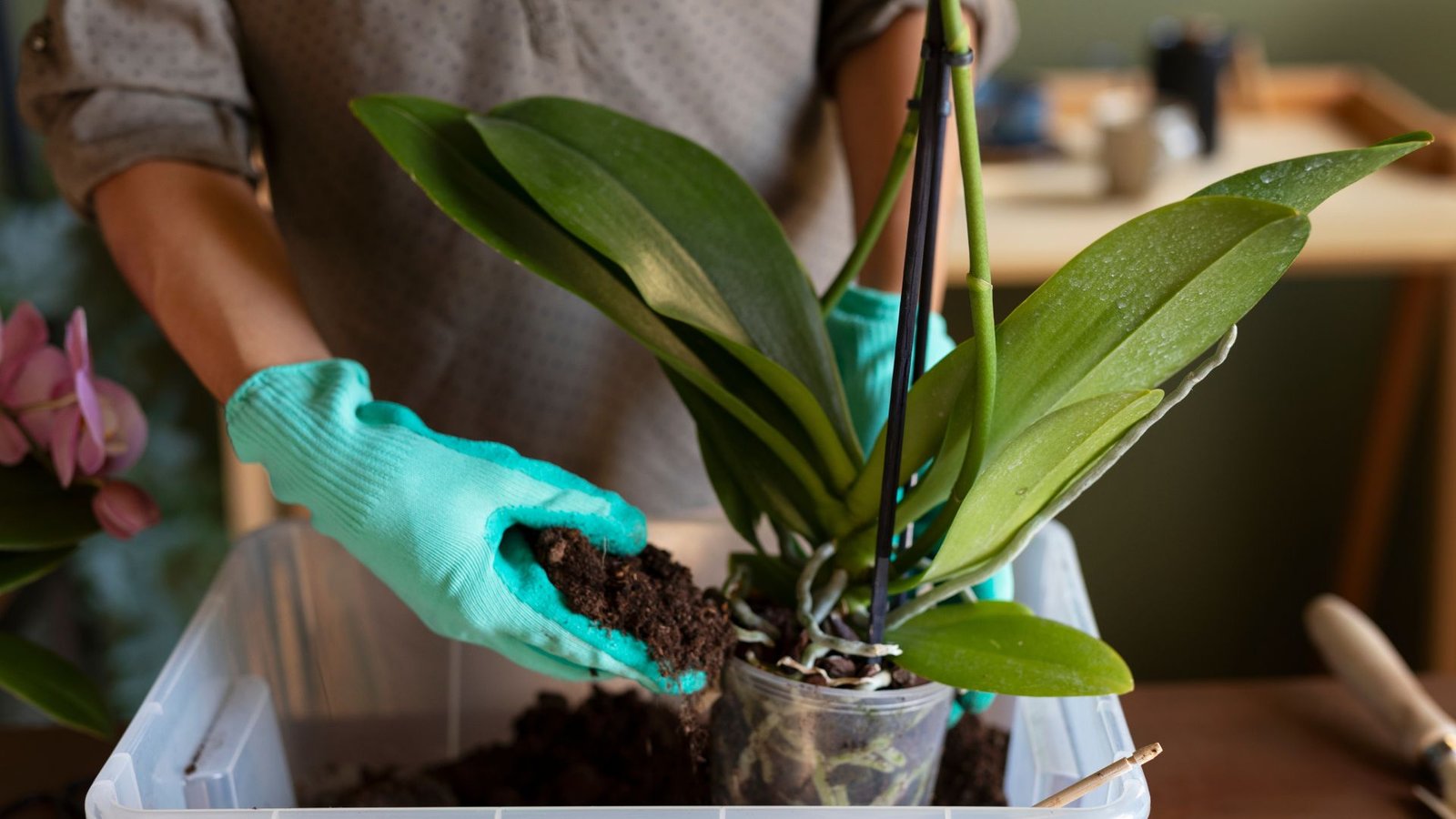 Banana plant care indoor​: A Complete Beginner's Guide