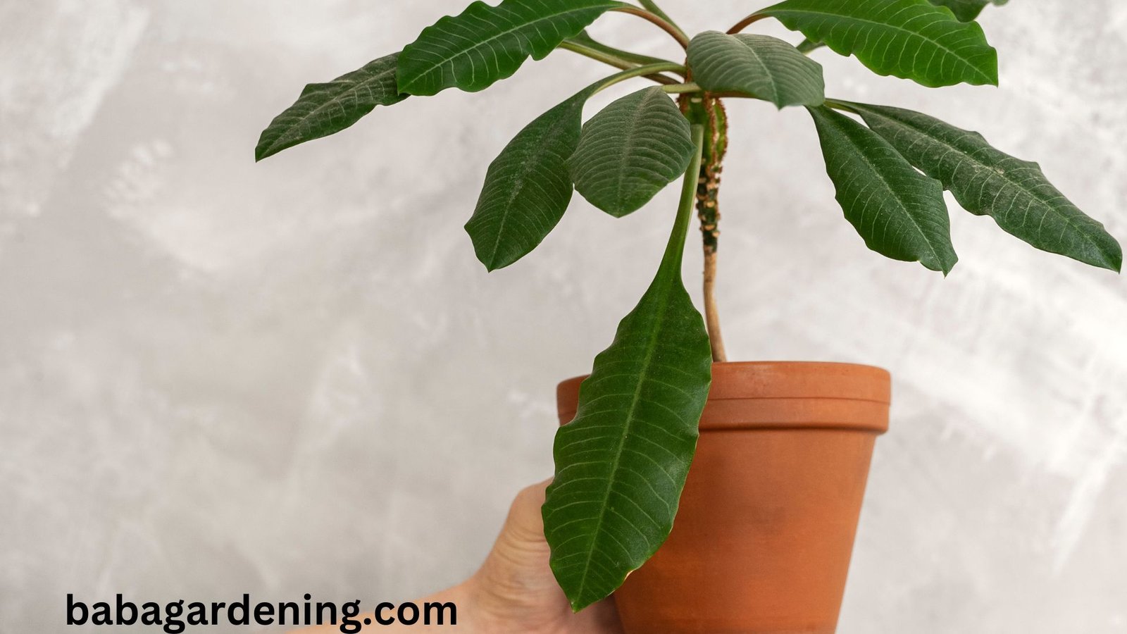banana plant care indoor​