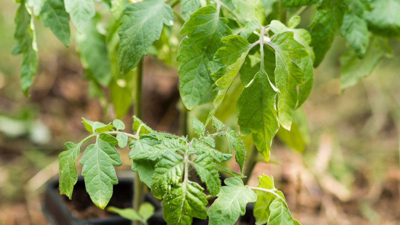 Best Mulch for Tomatoes to Boost Growth and Retain Moisture