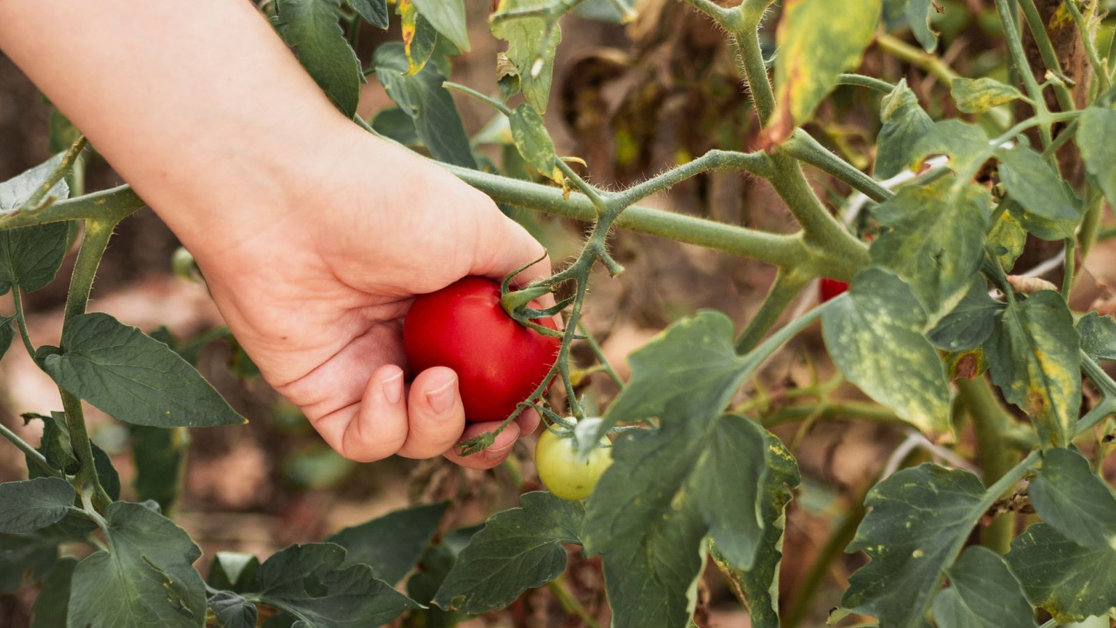 Best Indeterminate Tomatoes to Grow This Season: Varieties That Keep Producing