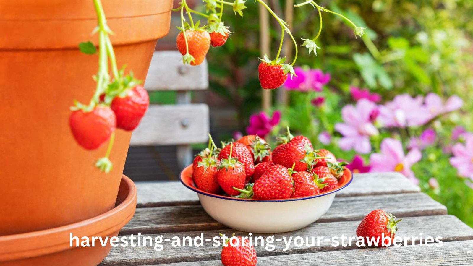  how to grow strawberries in Florida 