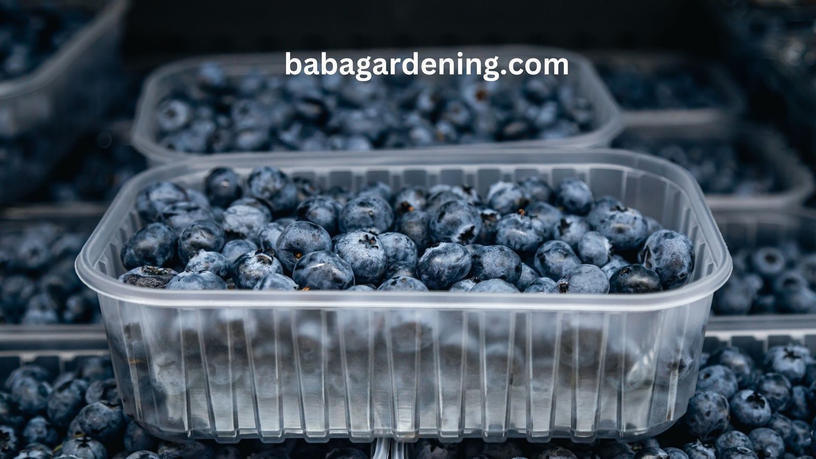 Growing Blueberries in Pots: Tips for Juicy Harvests at Home