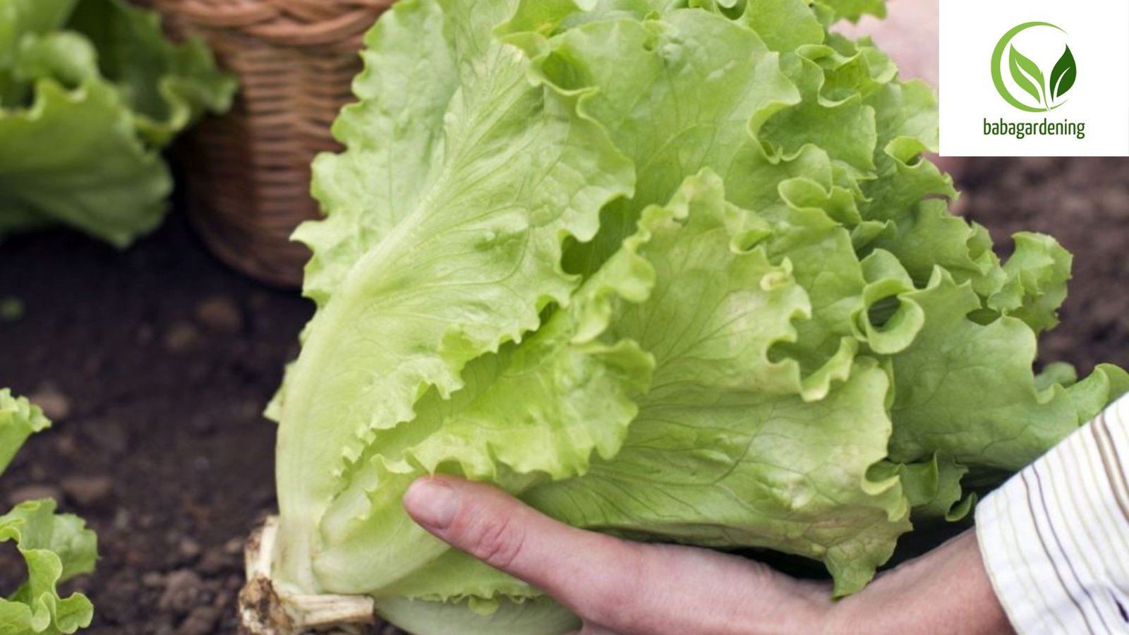  7 lettuce growth stages 