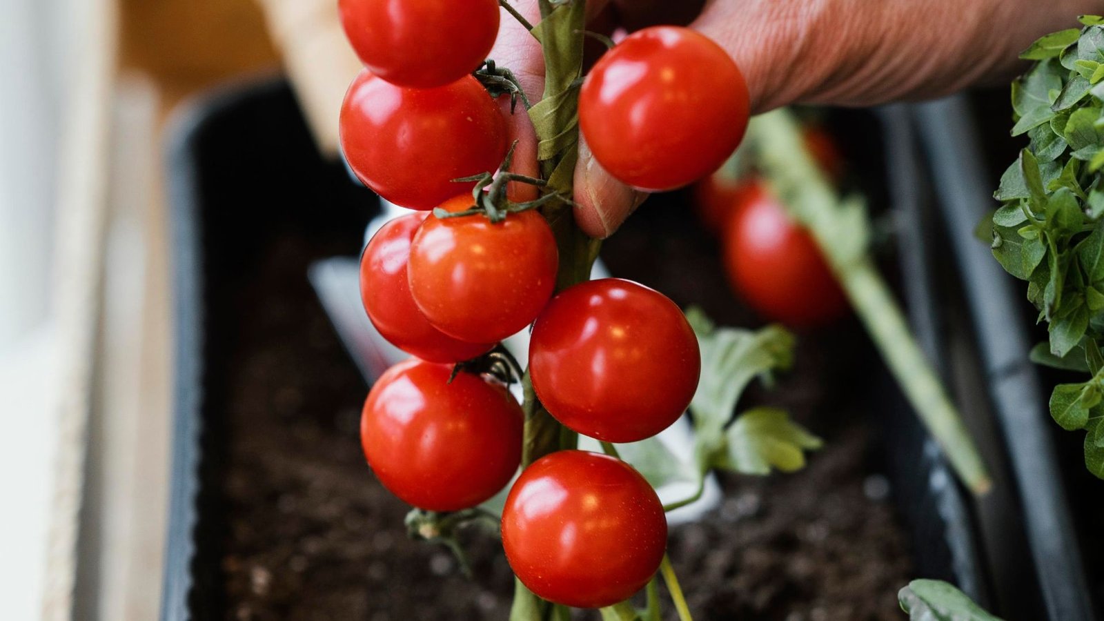 How and When to Plant Tomatoes in Florida? Tips for (Zones 8b to 11a)