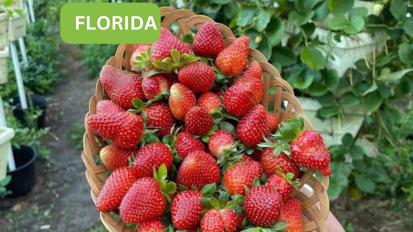 How to Grow Strawberries in Florida: The Complete Seasonal Guide