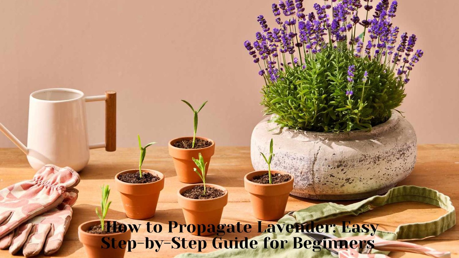 How to Propagate Lavender: Easy Step-by-Step Guide for Beginners