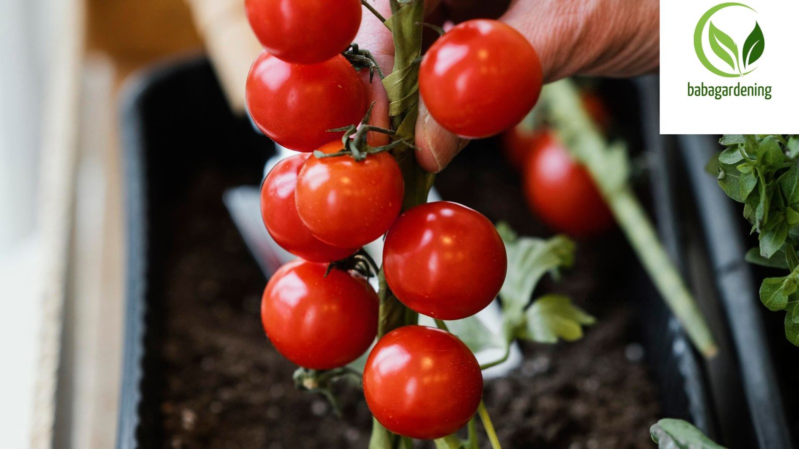   Is June Too Late to Plant Tomatoes? Tips for Late-Season Planting