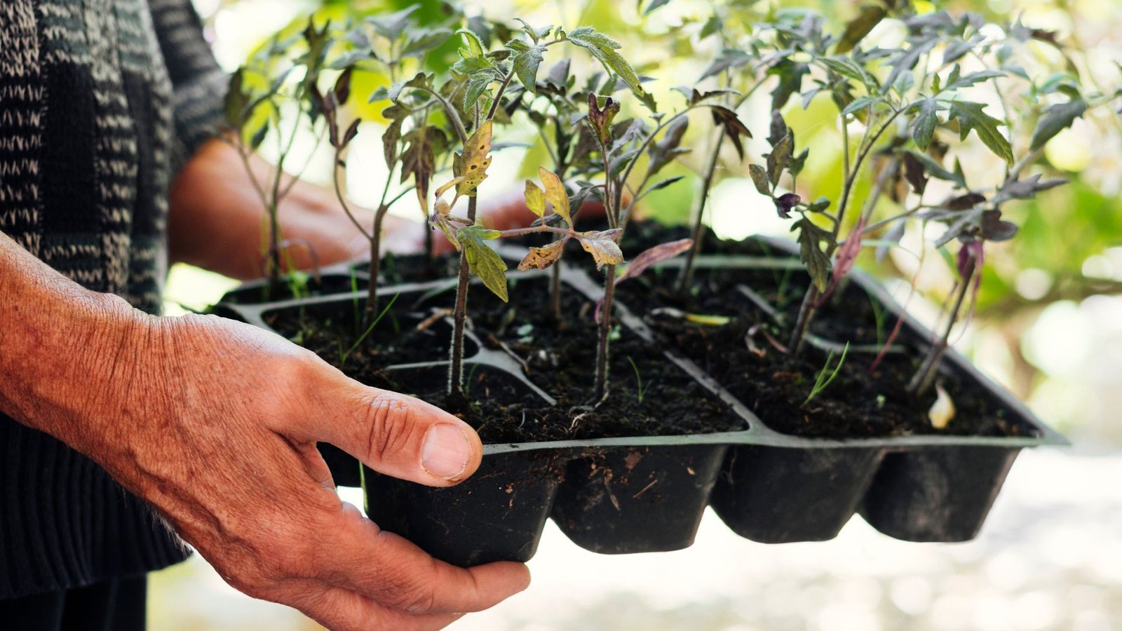 best mulch for tomatoes