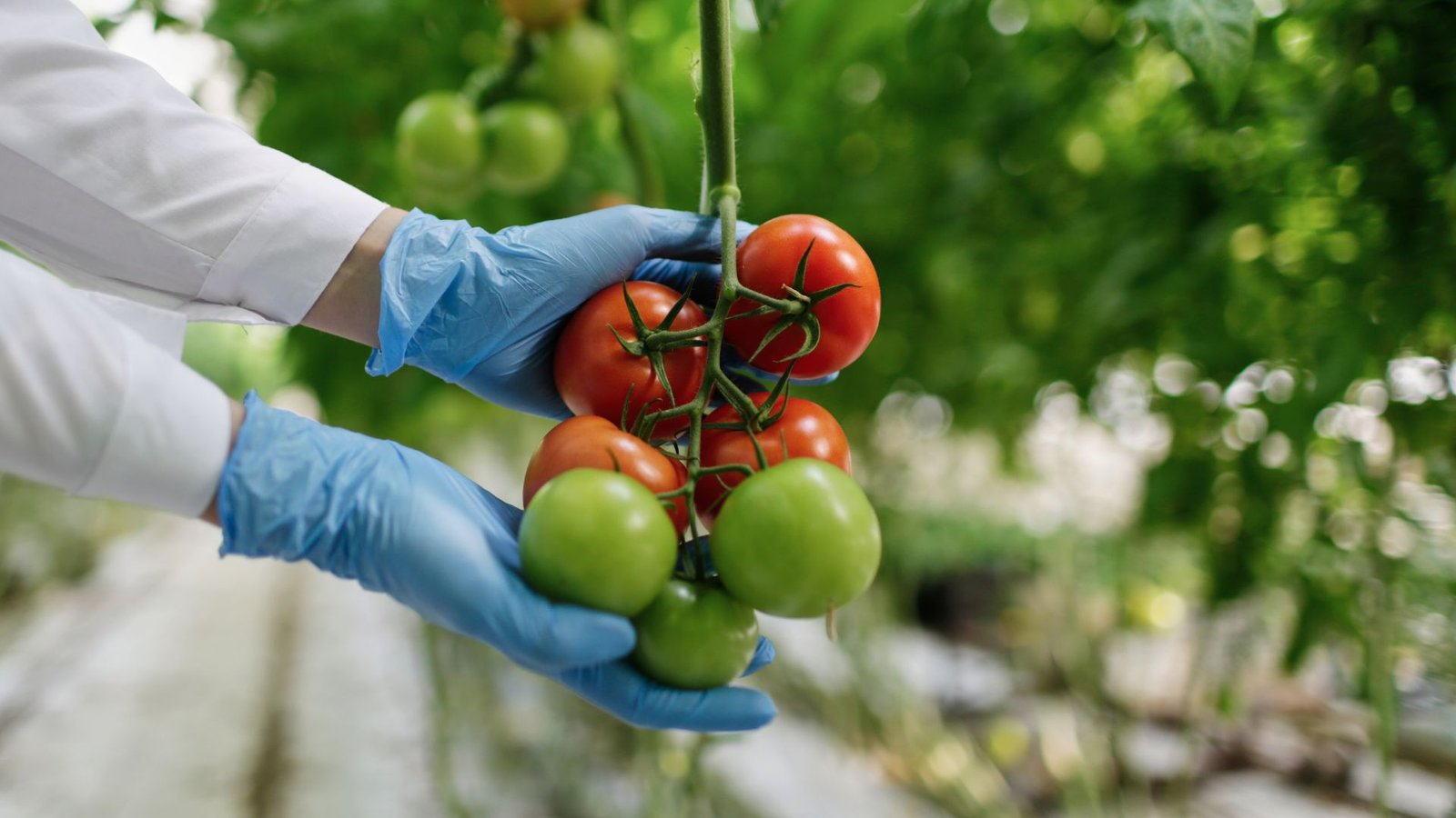  How and When to Plant Tomatoes in Florida?