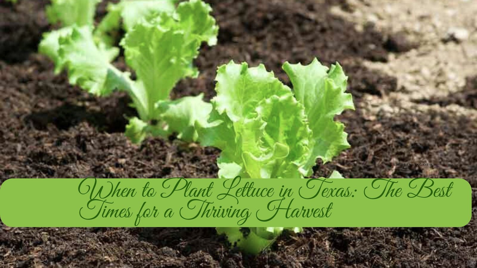 When to Plant Lettuce in Texas: The Best Times for a Thriving Harvest