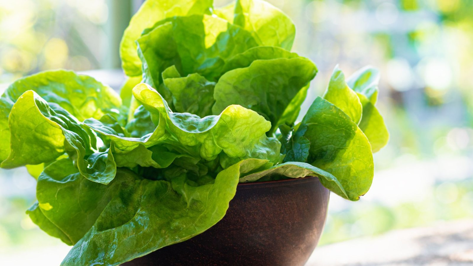 When to Sow Lettuce Seeds for Spring, Summer, and Fall Crops