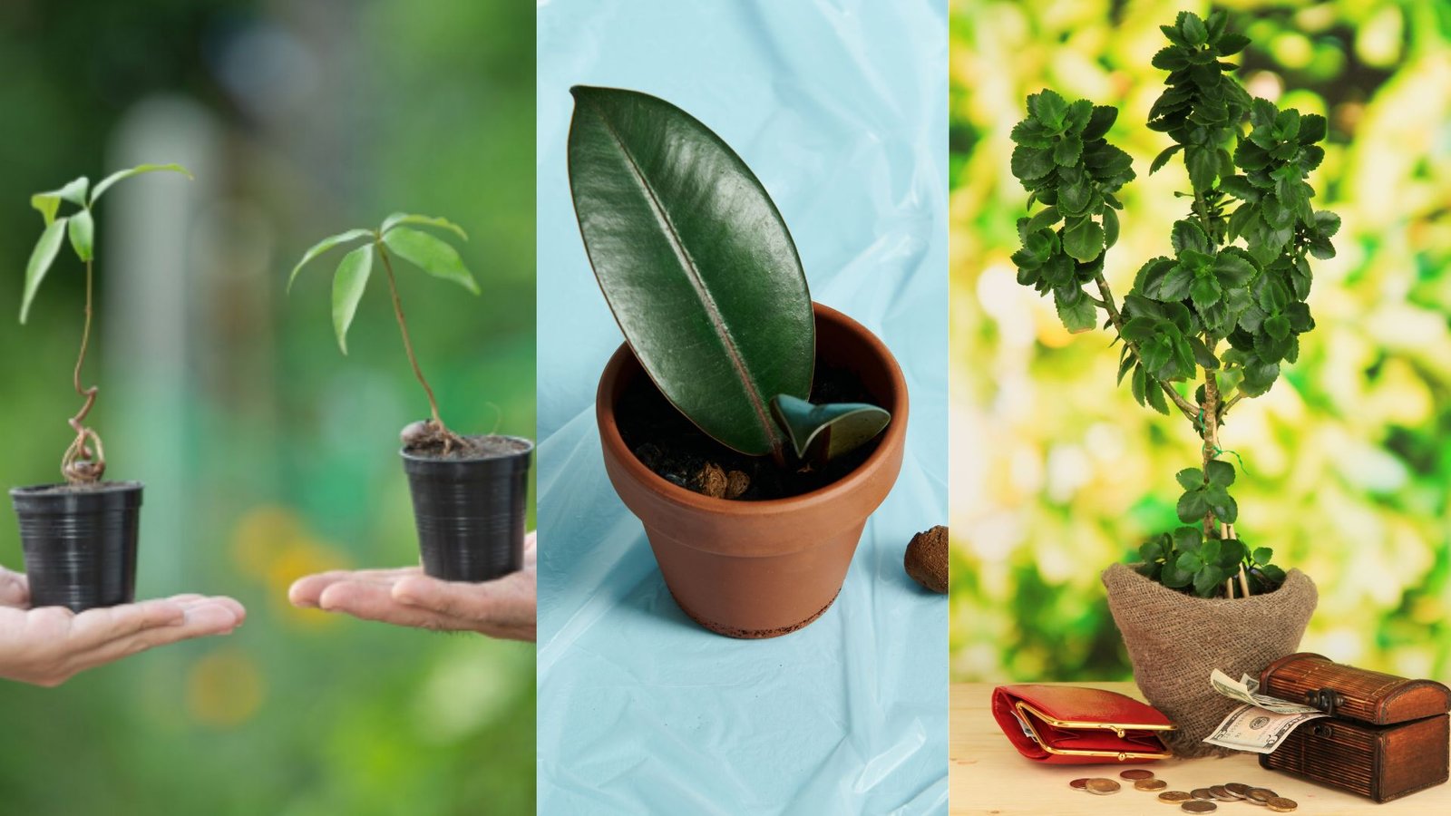 How to Take Care of a Money Tree plant for Good Luck