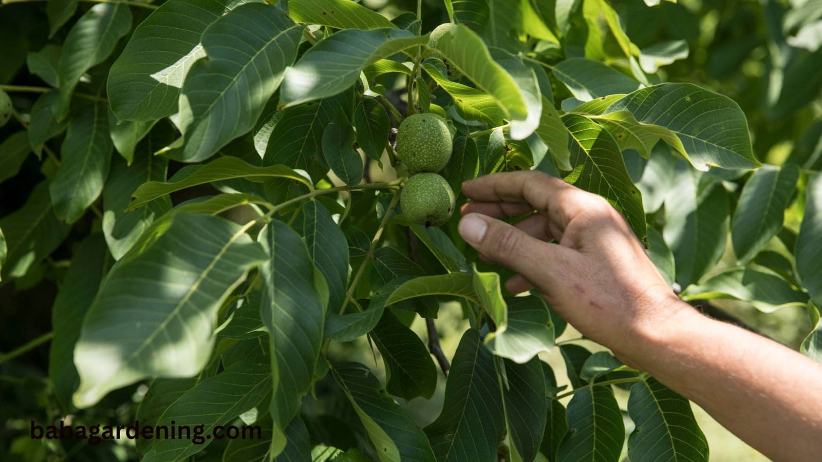    Black Walnut Tree Value Calculator
