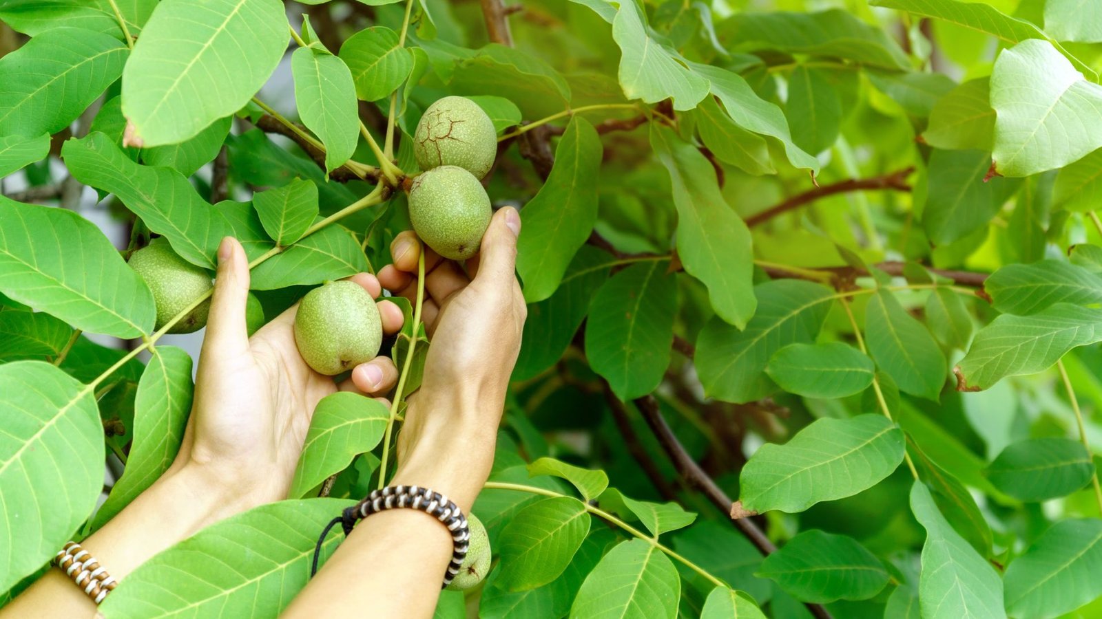 Black walnut tree value​: What You Need to Know Before Harvesting