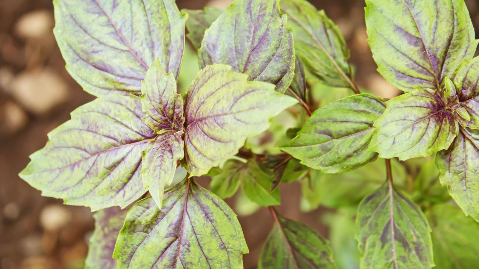 holes in basil plant leaves